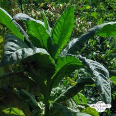 Tupakka Virginia 'Virginia Gold' (Nicotiana tabacum) organic siemenet n.20kpl
