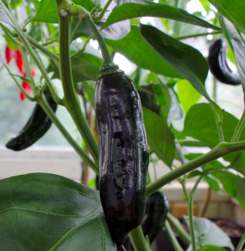 Aji Panca siemen 5kpl