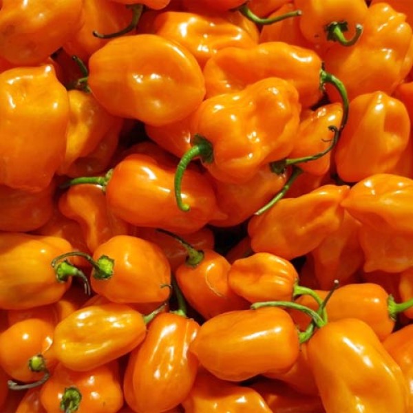 Habanero Orange siemen 5kpl
