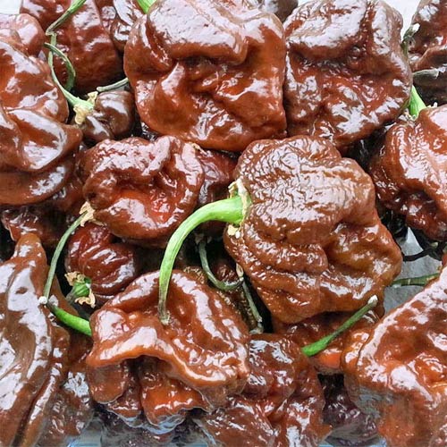 Trinidad Scorpion Moruga Chocolate Chili siemen 5kpl