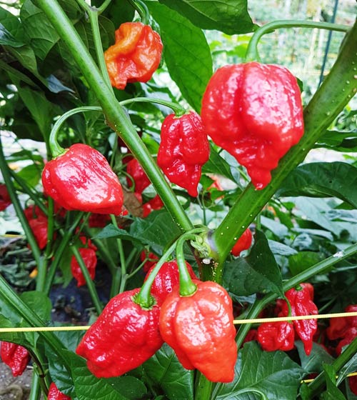 Naga Giant Chili siemen 1kpl