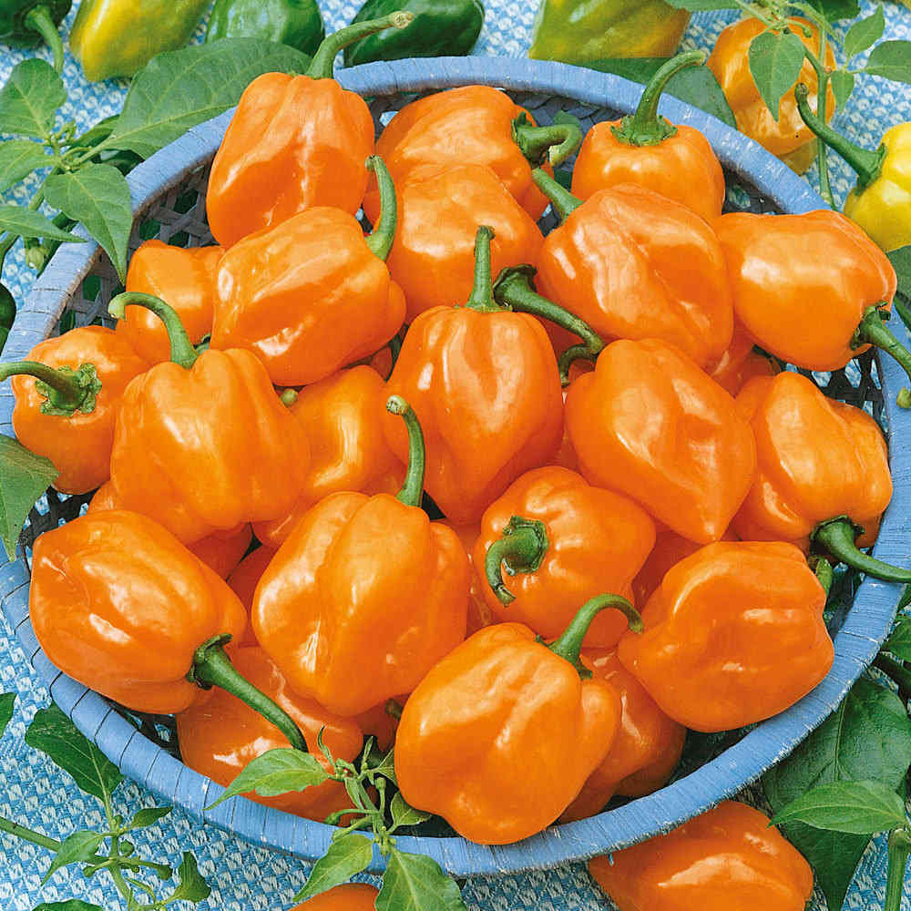 Habanero Siemenet 5kpl