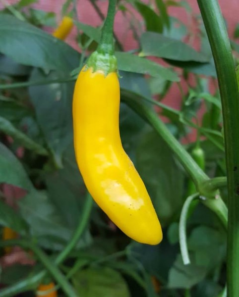 Aji Cito Chili siemen 5kpl 