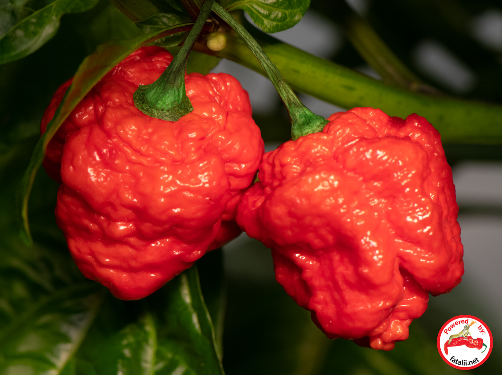 Moruga Red Monster C.Chinense 5kpl