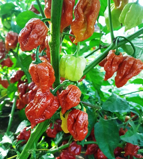 Trinidad Scorpion Moruga Caramel Chili  siemen 5kpl 