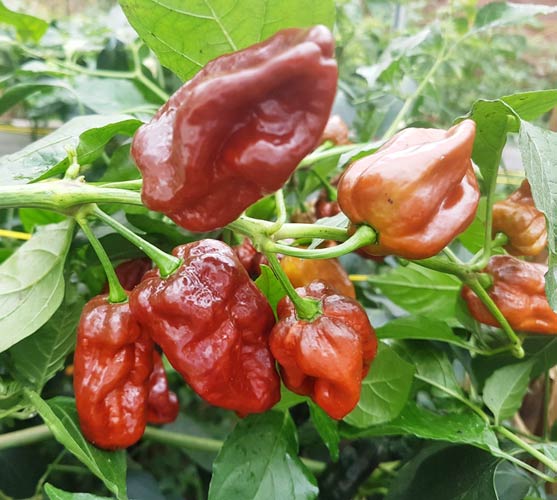 7 Pod Chaguanas Chocolate Chili siemen 5kpl