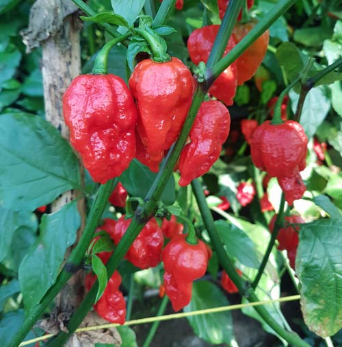 Apocalypse Red Chili 1kpl 