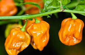 Habanero Big Sun chili siemenet 5kpl