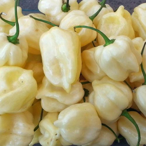 Habanero Big White siemen 5kpl