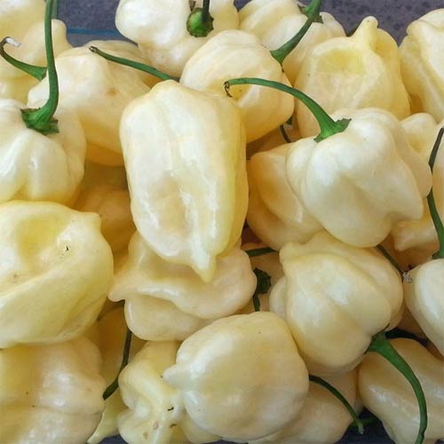 Habanero Big White Chili siemen 5kpl