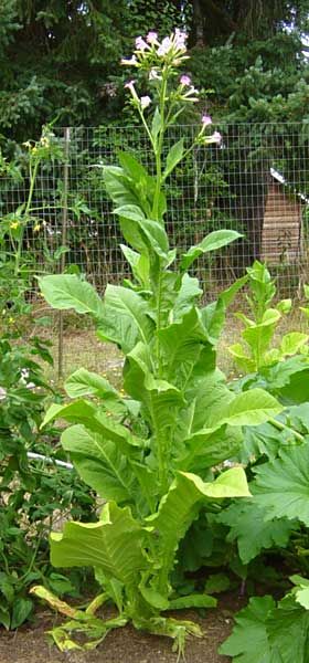 Tupakka Kentucky Tabak (Nicotiana tabacum) siemenet n.600kpl