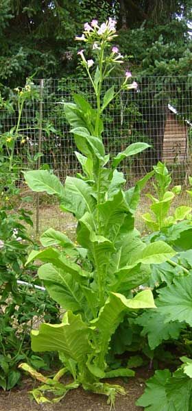 Tupakan siemeniä Kentucky, Nicotiana tabacum