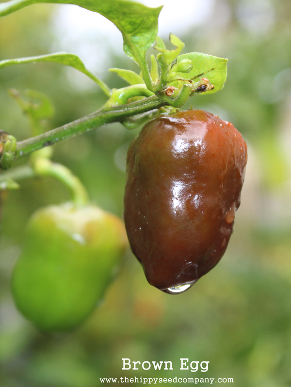 Brown Egg C. Chinense siemen 5kpl