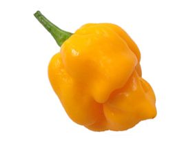 Trinidad Scorpion Yellow 5kpl