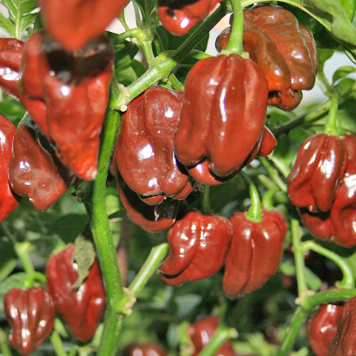 Habanero Chocolate siemen 5kpl 