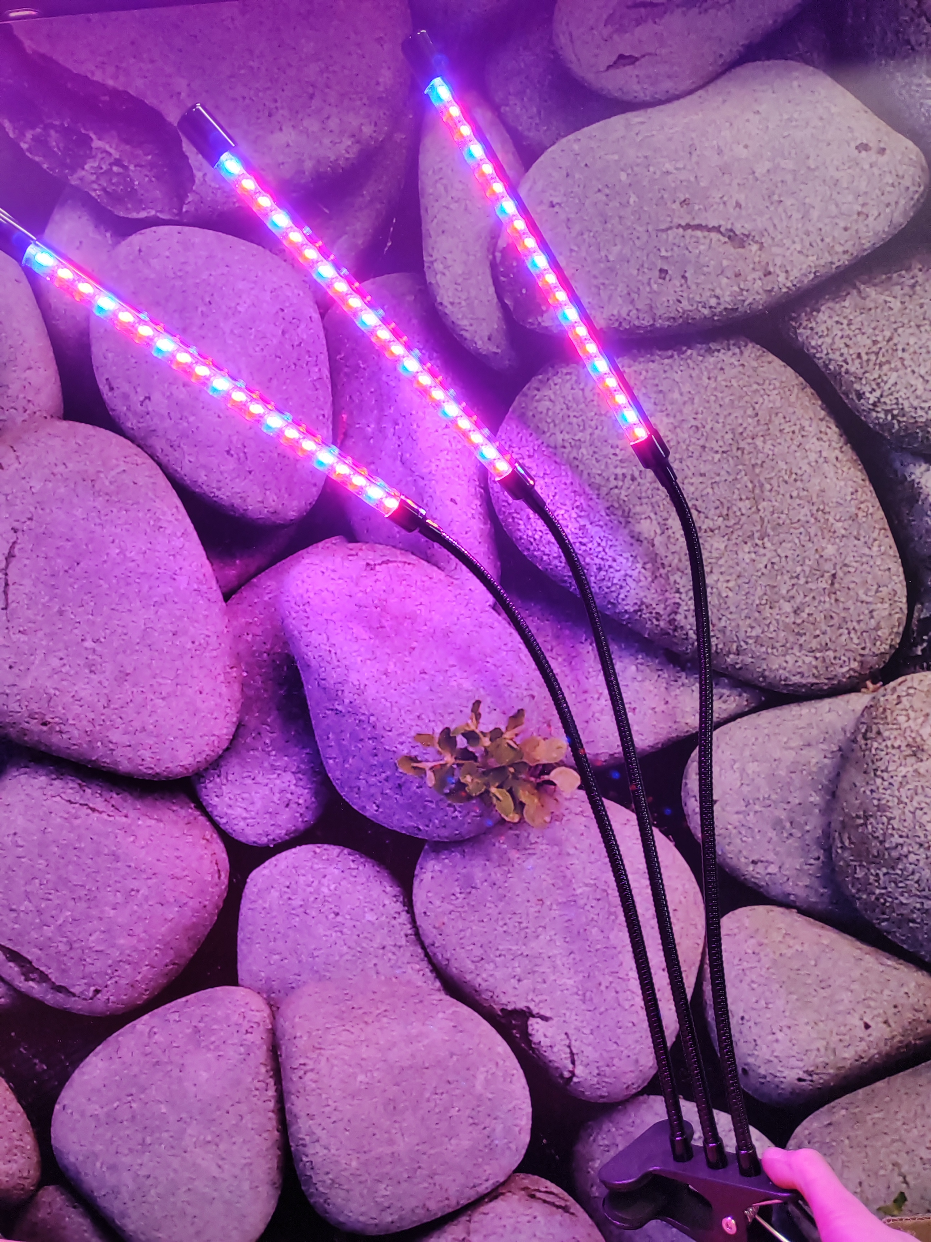 LED-Kasvivalo 10W, taivutettava