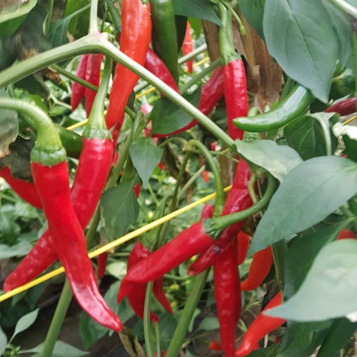Long Red Cayenne Chili siemen 5kpl 