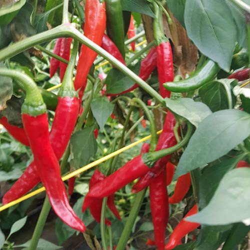 Cayenne Long Red siemen 5kpl 