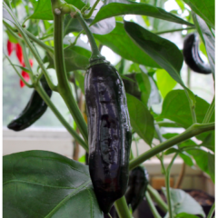 Aji Panca siemen 5kpl