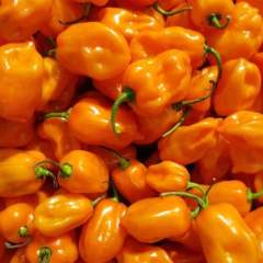 Habanero Orange Chili 1kpl