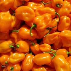 Habanero Orange siemen 5kpl