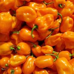 Habanero Orange Chili siemen 5kpl