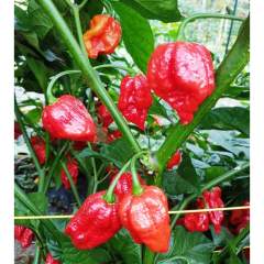 Naga Giant Chili siemen 5kpl