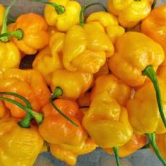 Trinidad Scorpion Brainstrain Yellow Chili 1kpl siemen