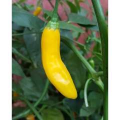 Aji Cito Chili 1kpl 