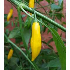 Aji Cito siemen 5kpl 