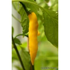 Lemon Drop C. Baccatum 5kpl