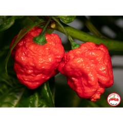 Moruga Red Monster C.Chinense 5kpl