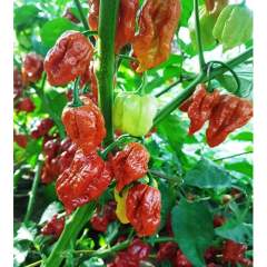 Trinidad Scorpion Moruga Caramel Chili  siemen 5kpl 