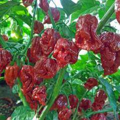 Trinidad Scorpion Moruga Caramel Chili 1kpl 