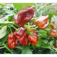 7 Pod Chaguanas Chocolate Chili siemen 5kpl