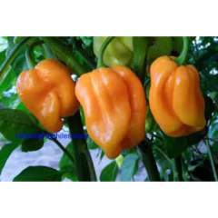 Habanero Roatan Pumpkin siemenet 5kpl