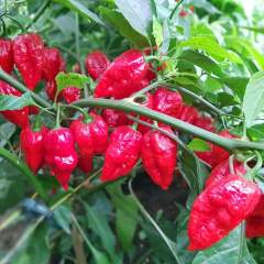 Apocalypse Red Chili 1kpl 