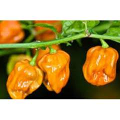 Habanero Big Sun chili siemenet 1kpl