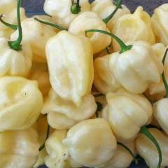 Habanero Big White siemen 5kpl