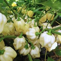 Habanero Big White siemen 5kpl