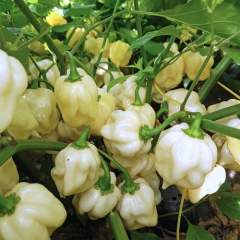 Habanero Big White Chili siemen 5kpl