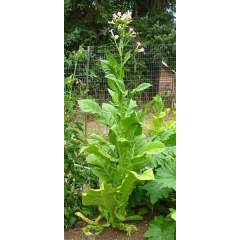 Tupakan siemeniä Kentucky, Nicotiana tabacum