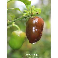 Brown Egg C. Chinense siemen 5kpl