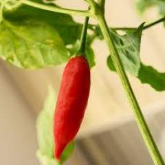 Bubba C. baccatum 5kpl