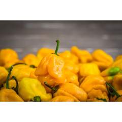 Carolina Reaper yellow chili Siemenet 1kpl 