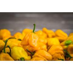 Carolina Reaper Yellow siemen 5kpl 
