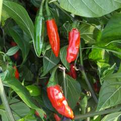 Krishna jolokia chili siemenet 5kpl