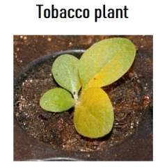 Wild Aztec / Nicotiana Rustica Tupakan taimi
