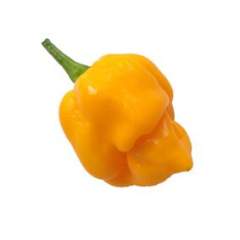 Trinidad Scorpion Yellow 5kpl