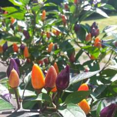 Bolivian Rainbow Chili siemen 5kpl 